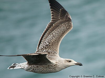 Great Black-backed Gull (Larus marinus) - First Winter