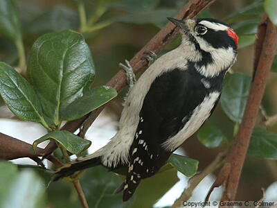 Downy Woodpecker (Dryobates pubescens) - Adult male