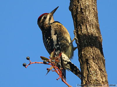Yellow-bellied Sapsucker (Sphyrapicus varius) - Adult female