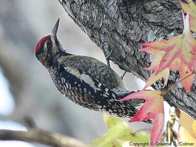 Yellow-bellied Sapsucker (Sphyrapicus varius) - Adult female