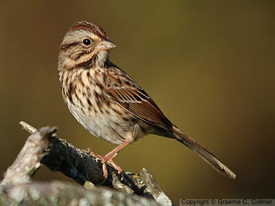 Song Sparrow (Melospiza melodia) - Adult