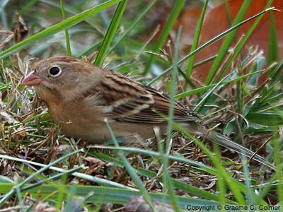 Field Sparrow (Spizella pusilla) - Adult
