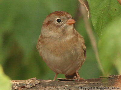 Field Sparrow (Spizella pusilla) - Adult