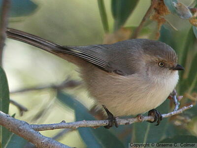 Bushtit (Psaltriparus minimus) - Female (Pacific)