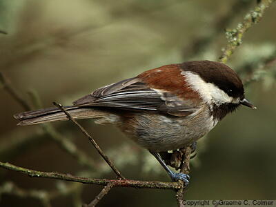Chestnut-backed Chickadee (Poecile rufescens) - Adult