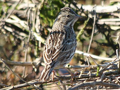 Lincoln's Sparrow (Melospiza lincolnii) - Adult