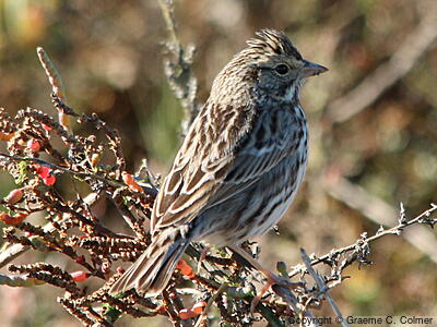 Lincoln's Sparrow (Melospiza lincolnii) - Adult