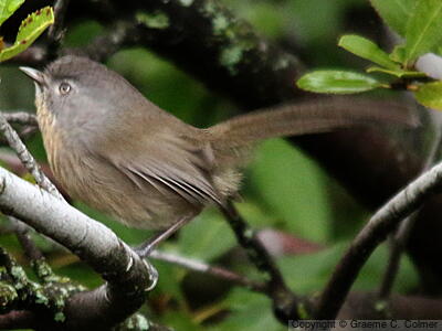 Wrentit (Chamaea fasciata) - Adult