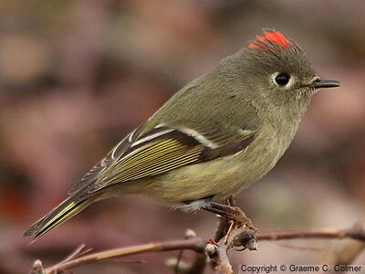 Ruby-crowned Kinglet (Corthylio calendula) - Adult male