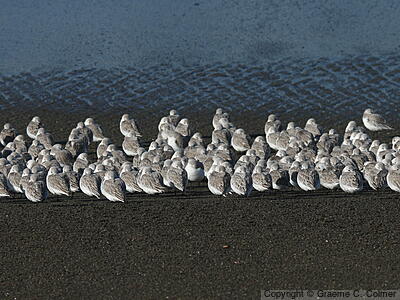 Sanderling (Calidris alba) - Nonbreeding adults