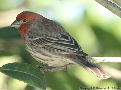 House Finch (Haemorhous mexicanus) - Adult male