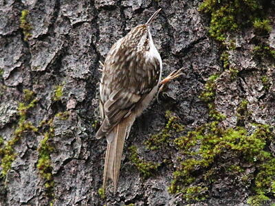 Brown Creeper (Certhia americana) - Adult