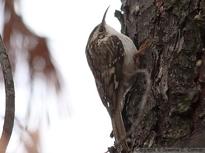Brown Creeper (Certhia americana) - Adult