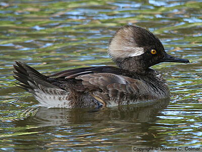 Hooded Merganser (Lophodytes cucullatus) - Immature male