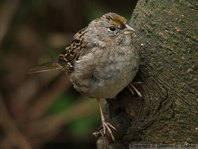 Golden-crowned Sparrow (Zonotrichia atricapilla) - Immature
