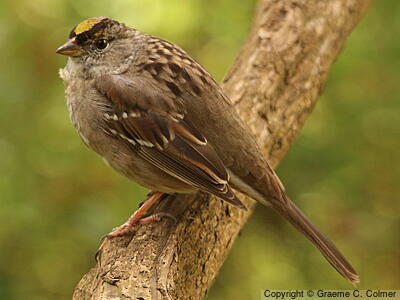 Golden-crowned Sparrow (Zonotrichia atricapilla) - Non-breeding adult