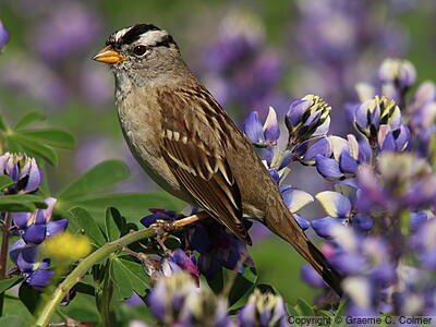 White-crowned Sparrow (Zonotrichia leucophrys) - Adult
