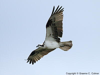 Osprey (Pandion haliaetus) - Adult