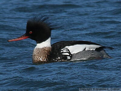 Red-breasted Merganser (Mergus serrator) - Adult male