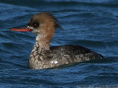 Red-breasted Merganser (Mergus serrator) - Adult female