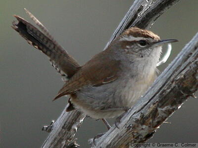 Bewick's Wren (Thryomanes bewickii) - Adult