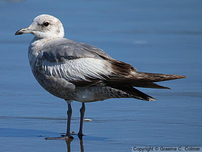 Short-billed Gull (Larus brachyrhynchus) - First winter