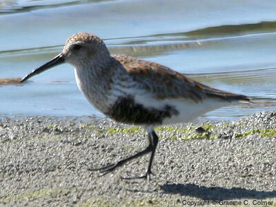 Dunlin (Calidris alpina) - Breeding adult