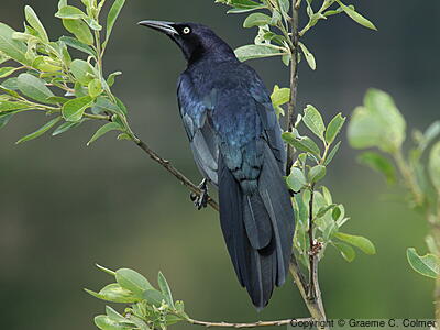 Great-tailed Grackle (Quiscalus mexicanus) - Adult male