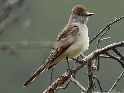 Ash-throated Flycatcher (Myiarchus cinerascens) - Adult