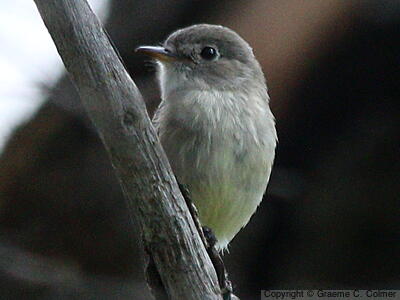 Willow Flycatcher (Empidonax traillii) - Adult