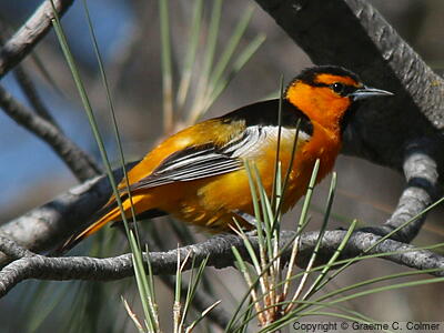 Bullock's Oriole (Icterus bullockii) - Adult male