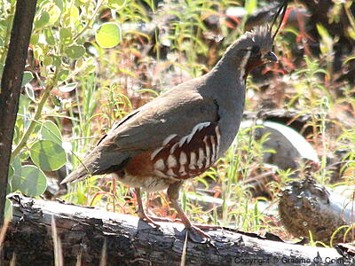 Mountain Quail (Oreortyx pictus) - Adult male