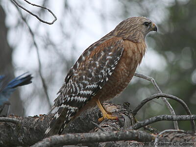 Red-shouldered Hawk (Buteo lineatus) - Adult
