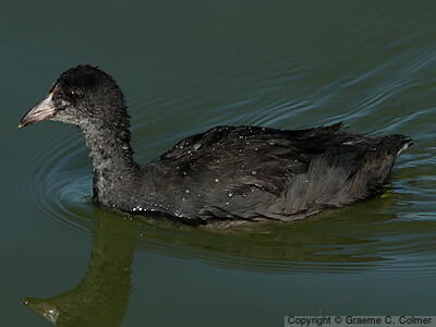 American Coot (Fulica americana) - Juvenile