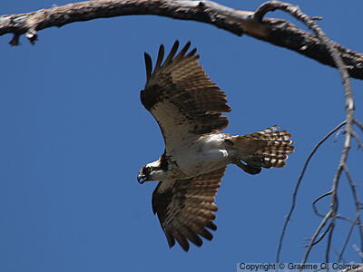 Osprey (Pandion haliaetus) - Adult