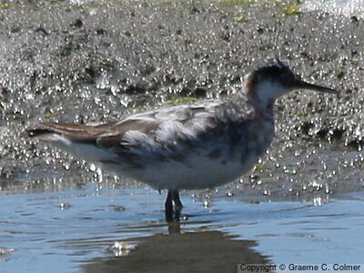 Red-necked Phalarope (Phalaropus lobatus) - Adult