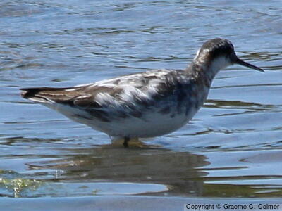 Red-necked Phalarope (Phalaropus lobatus) - Adult
