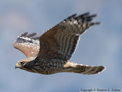 Red-shouldered Hawk (Buteo lineatus) - Adult