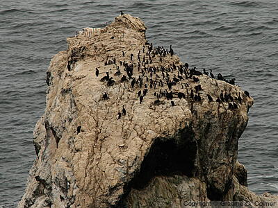 Pigeon Guillemot (Cepphus columba) - Colony