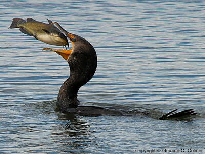 Double-crested Cormorant (Nannopterum auritum) - Adult