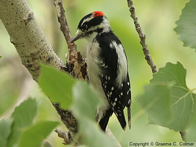 Downy Woodpecker (Dryobates pubescens) - Adult male