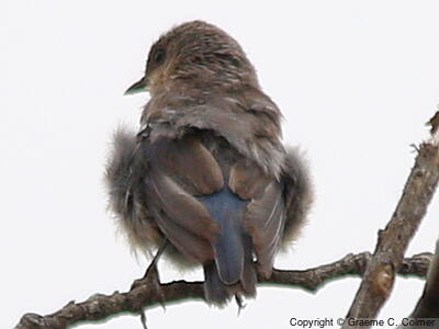Eastern Bluebird (Sialia sialis) - Juvenile