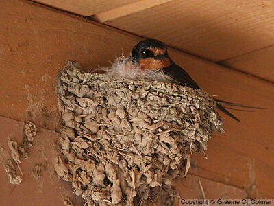 Barn Swallow (Hirundo rustica) - Adult on nest