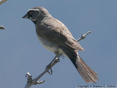 Black-throated Sparrow (Amphispiza bilineata) - Adult