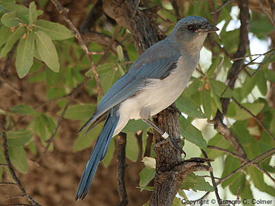 Mexican Jay (Aphelocoma wollweberi) - Adult