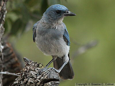 Mexican Jay (Aphelocoma wollweberi) - Adult