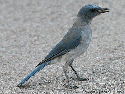 Mexican Jay (Aphelocoma wollweberi) - Adult