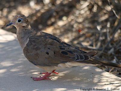 Mourning Dove (Zenaida macroura) - Adult