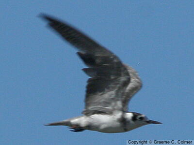 Black Tern (Chlidonias niger) - Adult
