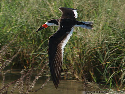 Black Skimmer (Rynchops niger) - Adult